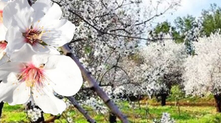Datça Badem Çiçeği Festivali Turu