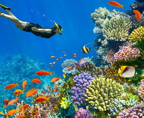 Kurban bayramı özel 5*  Hotel Konaklamalı Tüm Extra Turlar Dahil Sharm El Sheikh Tatil Paketi 4 Gece 5 Gün