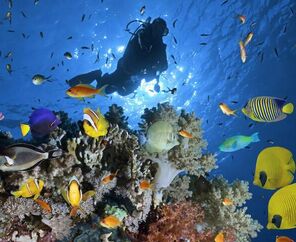 Kurban bayramı özel 5* Hotel Konaklamalı Tüm Extra Turlar Dahil Sharm El Sheikh Tatil Paketi 4 Gece 5 Gün